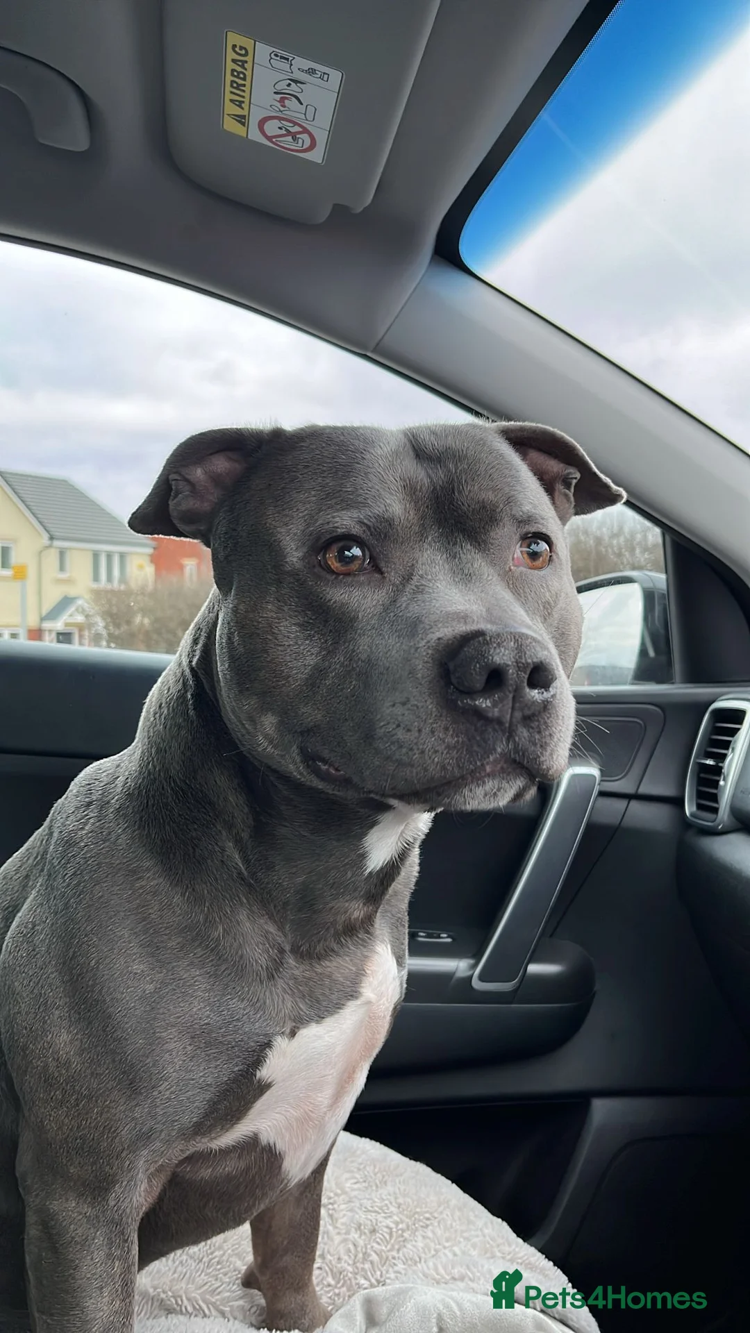 Staffordshire Bull Terrier dogs for stud: Proven Beautiful Blue Staff Stud in Walsall - Advert 2