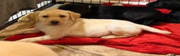 Labrador Retriever dogs for sale: Only 2 golden girls left! Ready for forever homes! - Advert 10