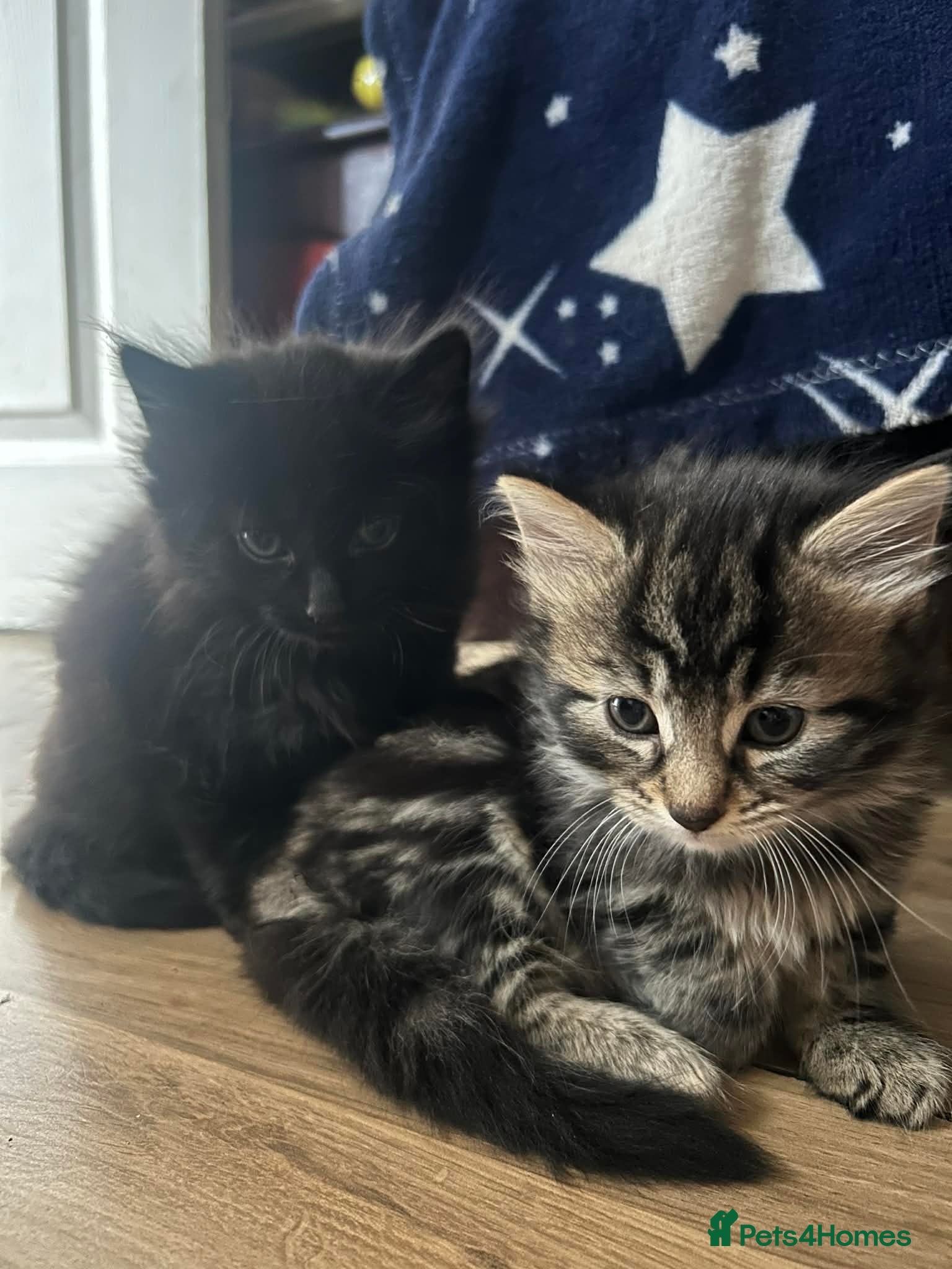 Persian cats Persian kittens for sale - Advert 1