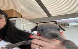Italian Greyhound dogs for sale: Beautiful Italian Greyhound puppies - Image 8