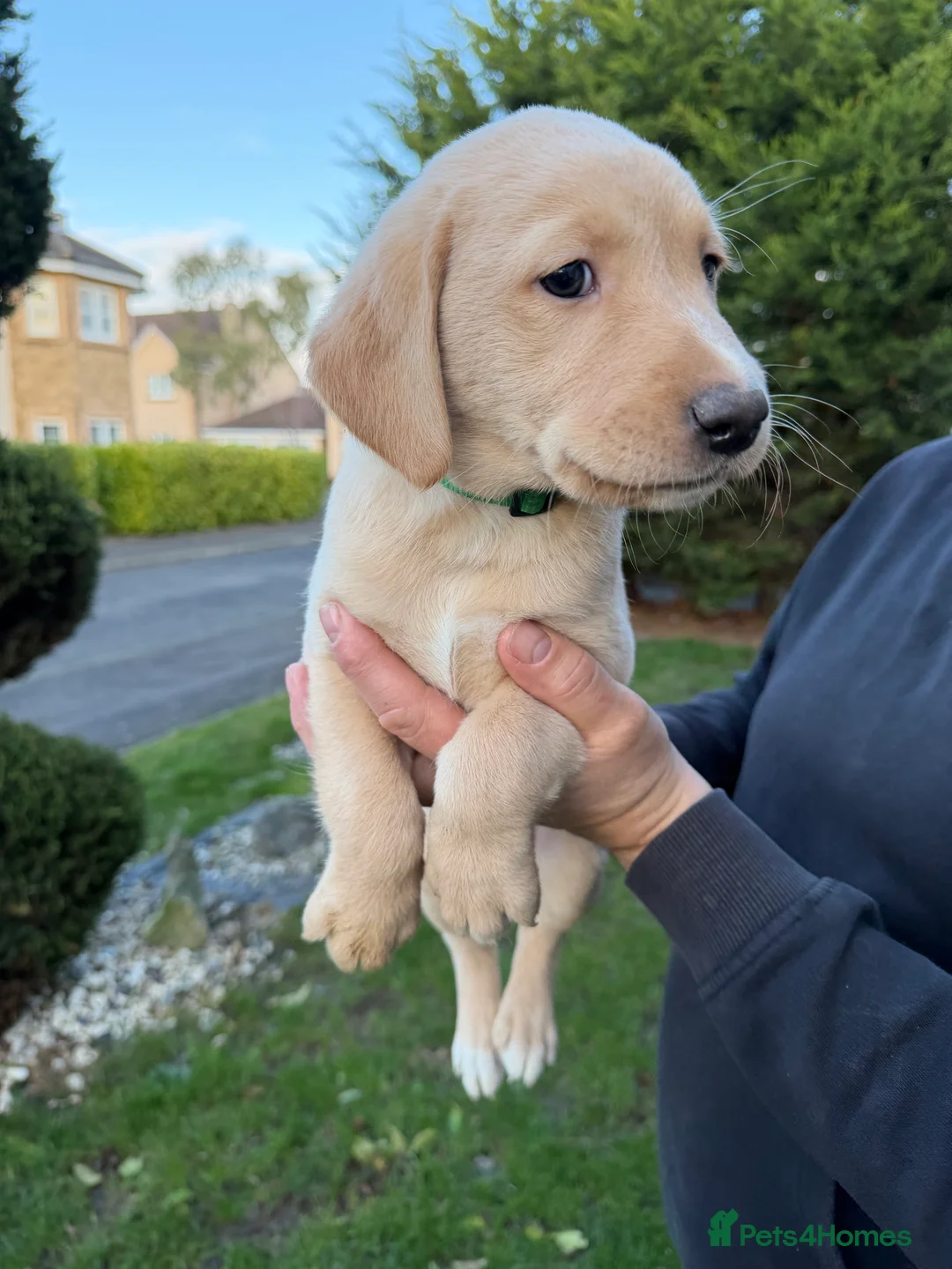 Labrador Retriever dogs for sale: Labrador Retriever Pups  - Advert 8