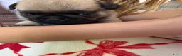 Pug dogs for sale: Stunning pug puppies for sale  - Advert 2
