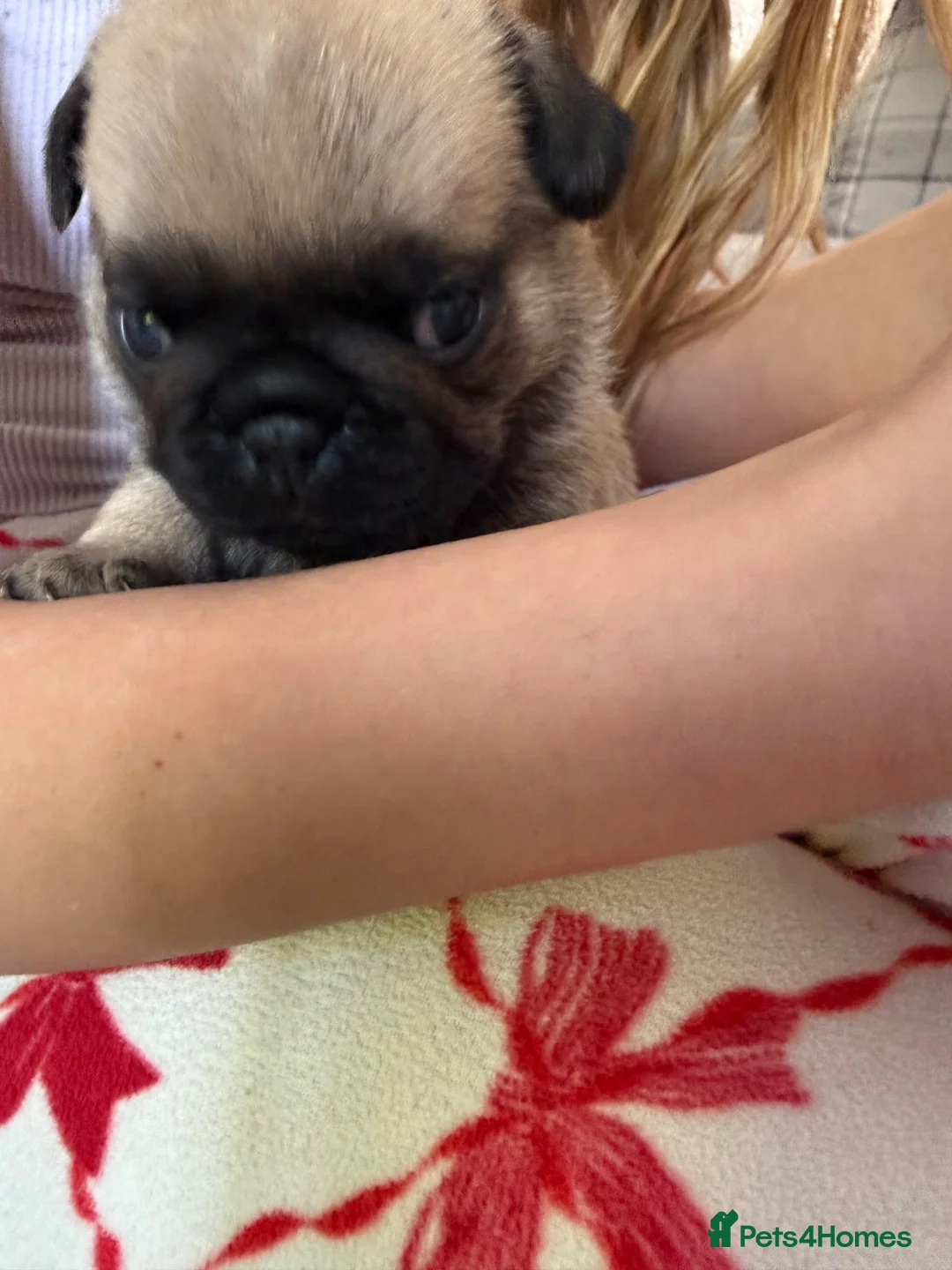 Pug dogs for sale: Stunning pug puppies for sale  - Advert 2