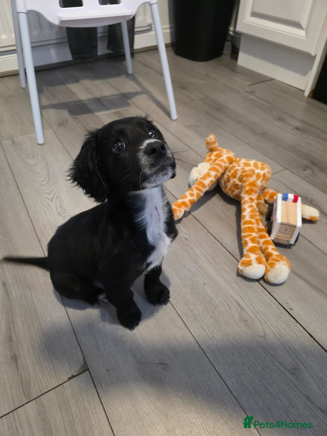 Mixed Breed dogs for sale: 11 week old Cocker spaniel  - Advert 2