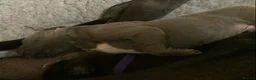 Great Dane dogs for sale: Great Dane puppies for sale - Advert 20