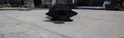 Labrador Retriever dogs for sale: 2 Gorgeous male playful puppies looking for homes - Advert 5