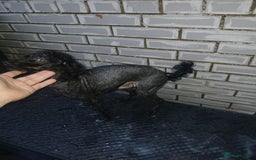 Toy Poodle dogs for sale: Bruno Toy poodle - Image 2