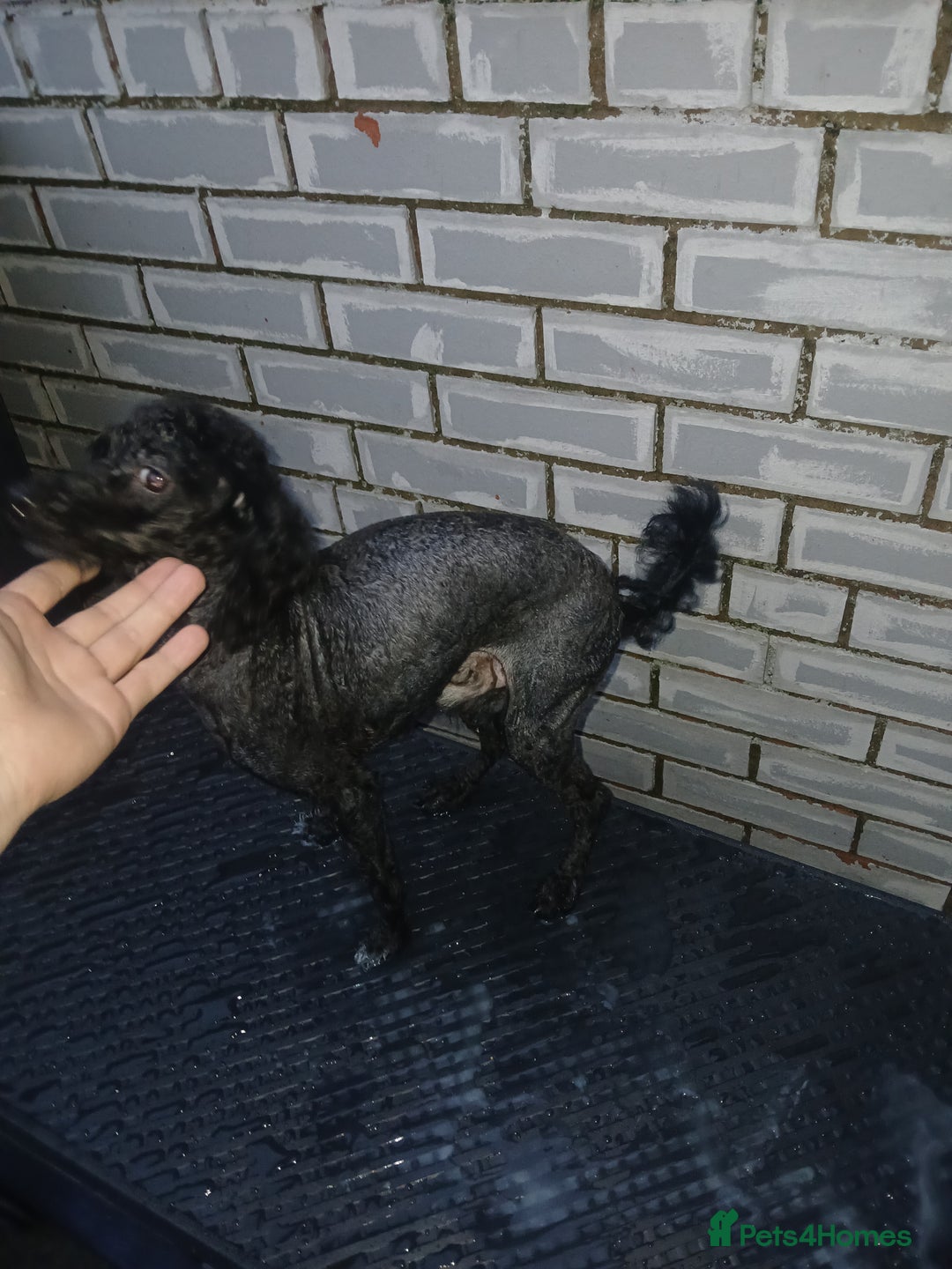 Toy Poodle dogs for sale: Bruno Toy poodle - Image 2