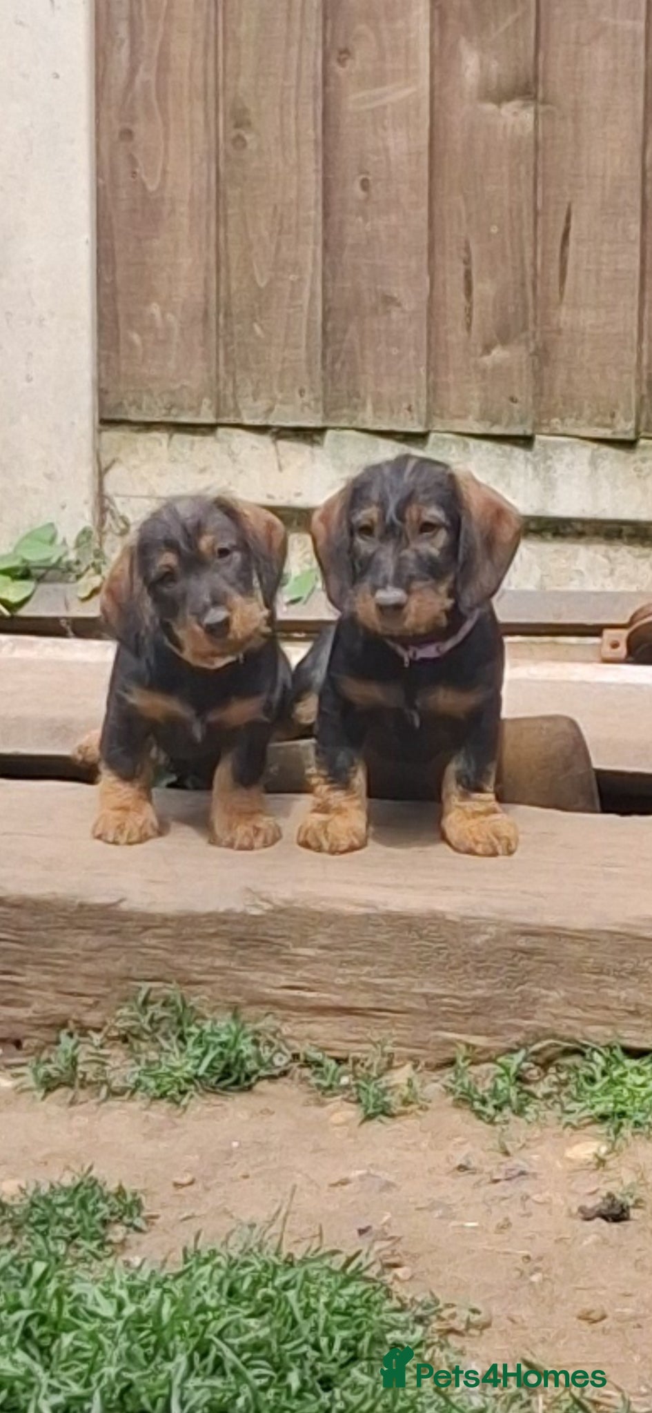 Dachshund dogs Standard Wirehaired Dachshund/Teckel Puppies - Advert 2