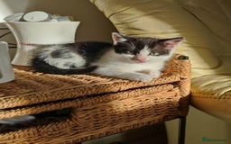 Mixed Breed cats for sale: Kittens - Advert 11