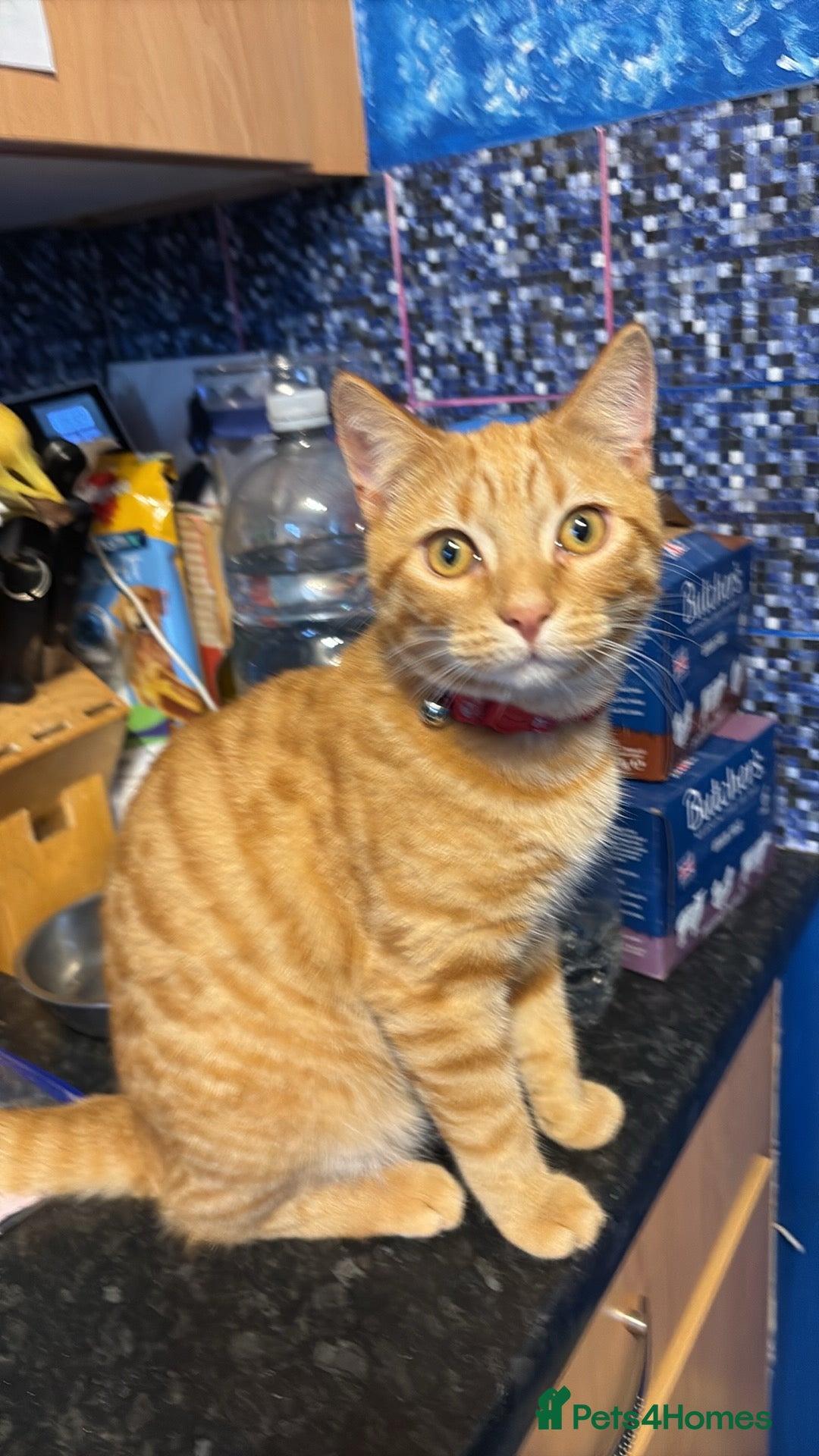 Domestic Shorthair cats for sale: Beautiful 6 month old ginger tabby male. - Advert 4