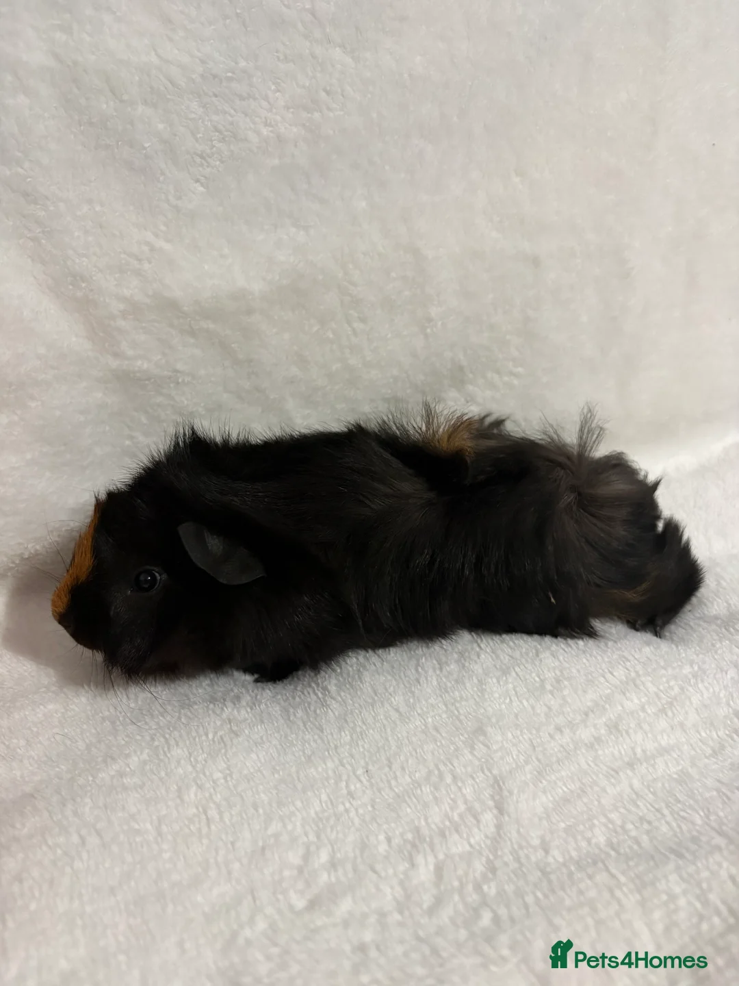 Guinea Pig rodents for sale: Baby boar for sale - Advert 5