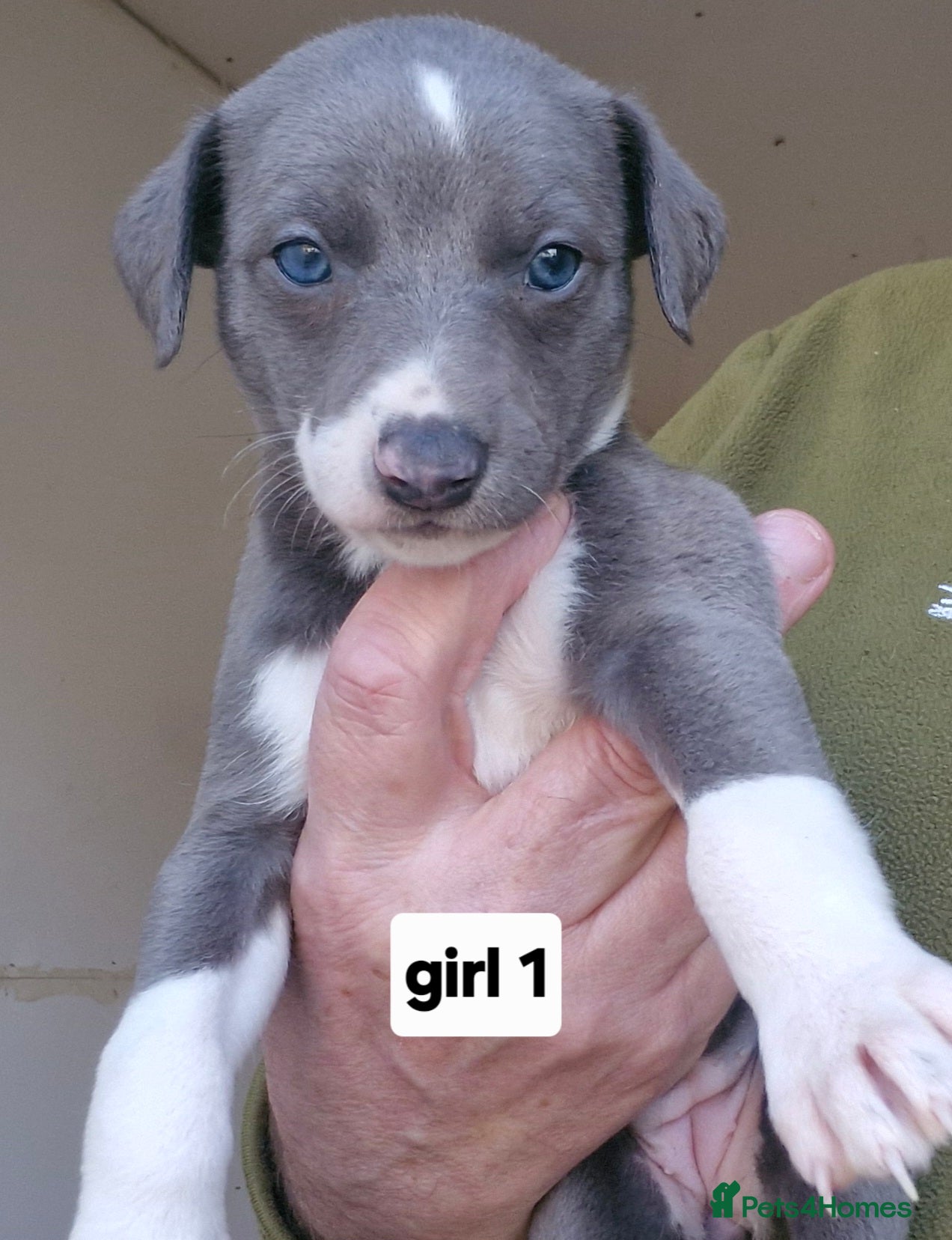 Whippet dogs Pedigree Whippet Blue GIRL puppies - Advert 1