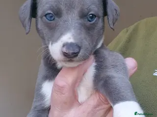 Whippet dogs Pedigree Whippet Blue GIRL puppies - Advert 1