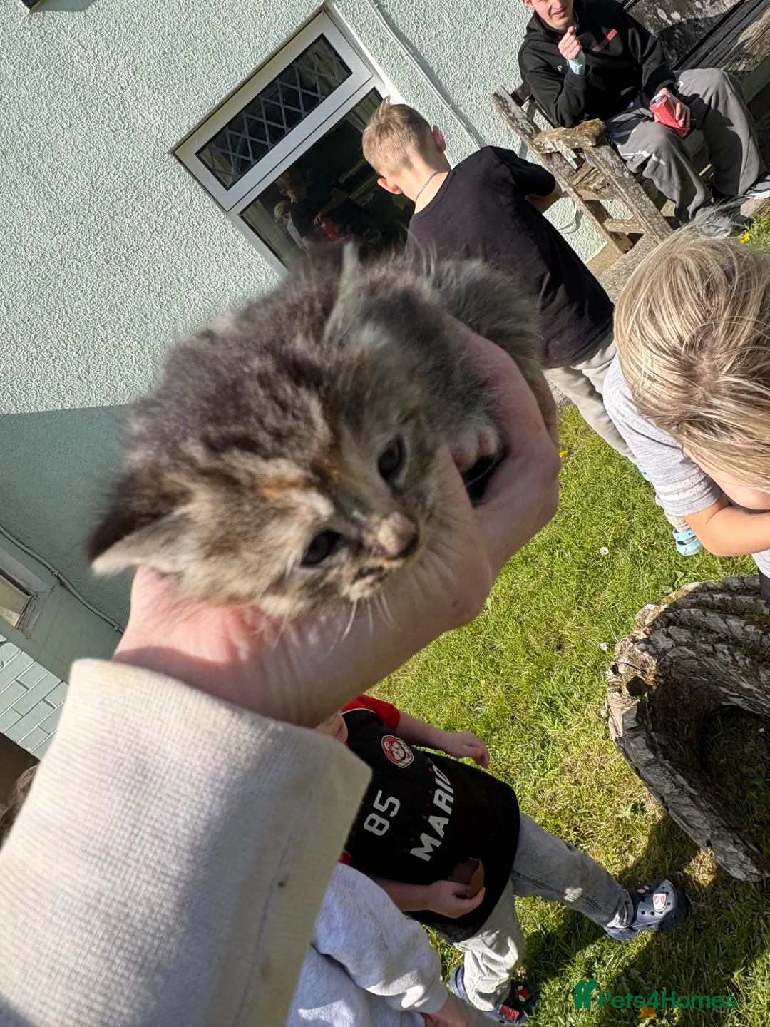 Mixed Breed cats for sale: Mixed breed kittens  - Advert 2