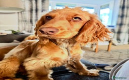 Cocker Spaniel dogs for sale: 2 x Show cocker spaniels (Red) - Image 6