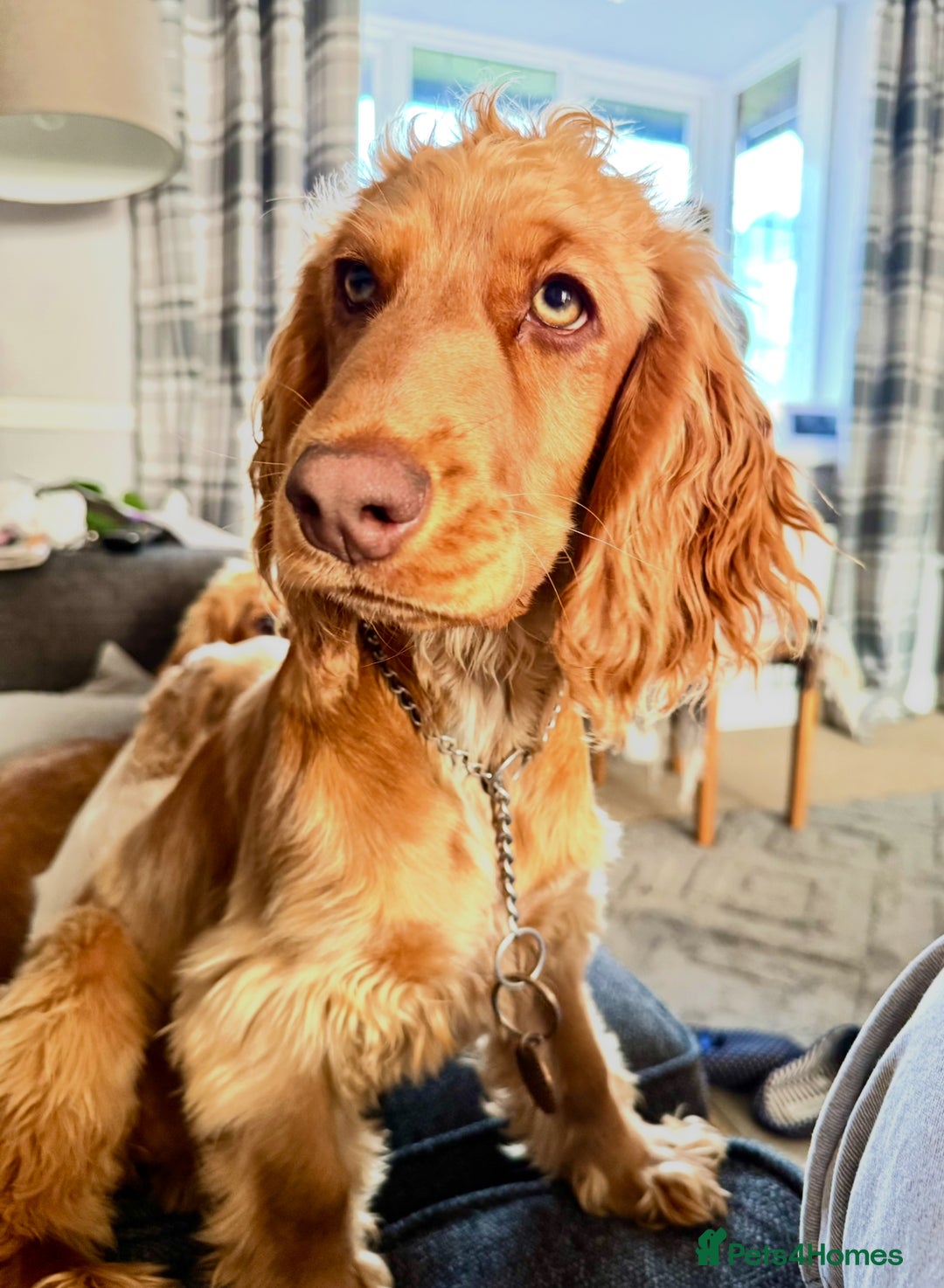 Cocker Spaniel dogs for sale: 2 x Show cocker spaniels (Red) - Image 6