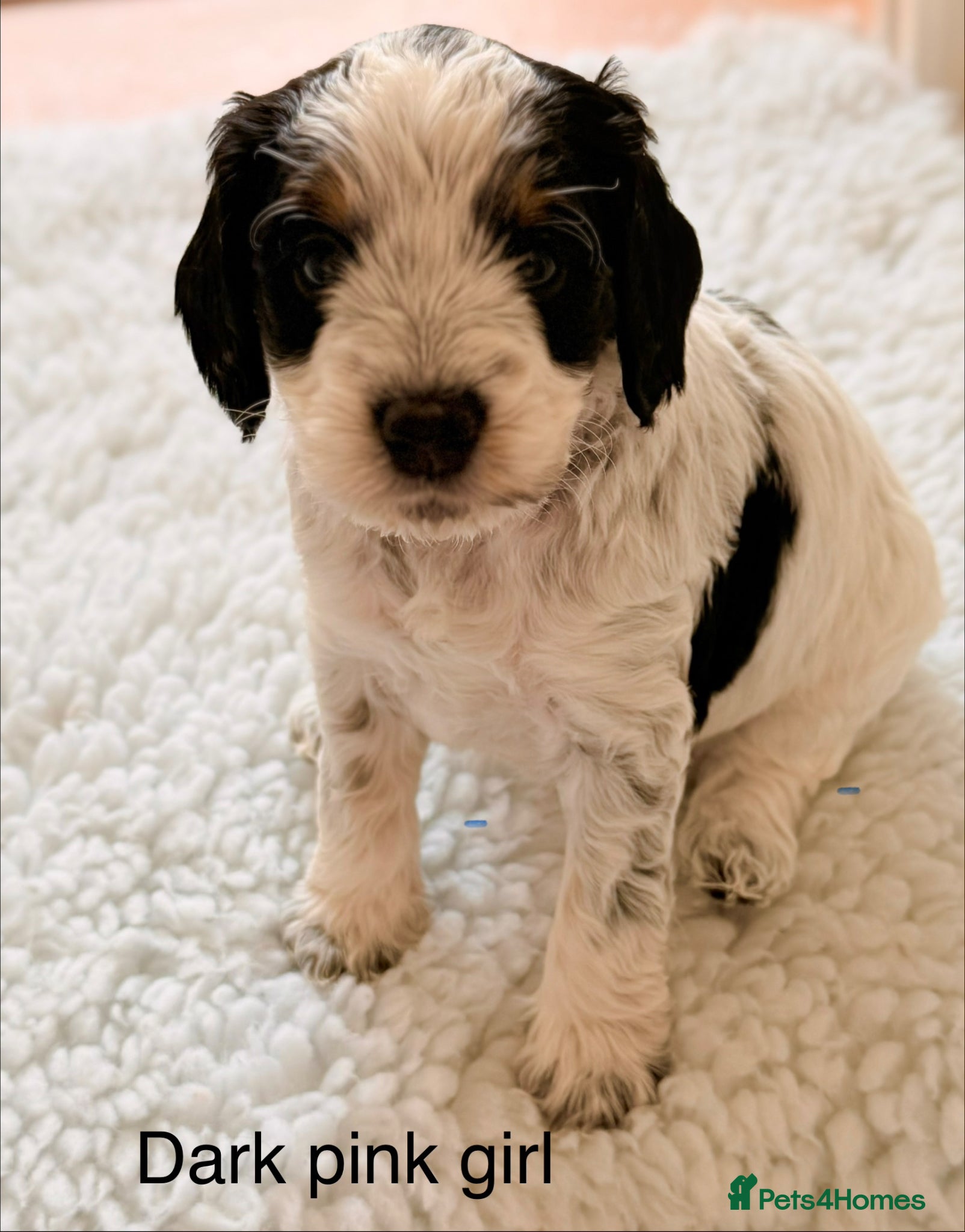 Cockapoo dogs F1 blue, choc and phantom roan parti cockapoos  - Advert 2