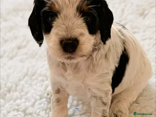 Cockapoo dogs F1 blue, choc and phantom roan parti cockapoos - Advert 2