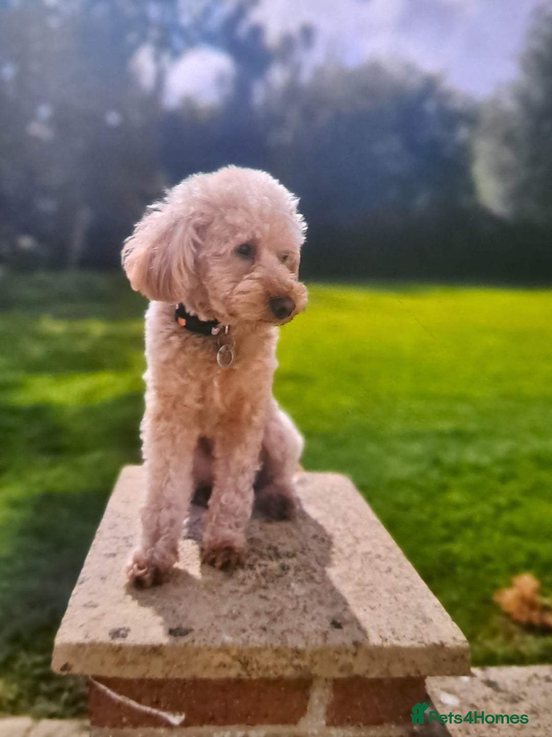 Maltipoo dogs for sale: F1b Maltipoo - Image 8