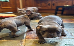 French Bulldog dogs for sale: French bulldog pups KC Reg - Image 20