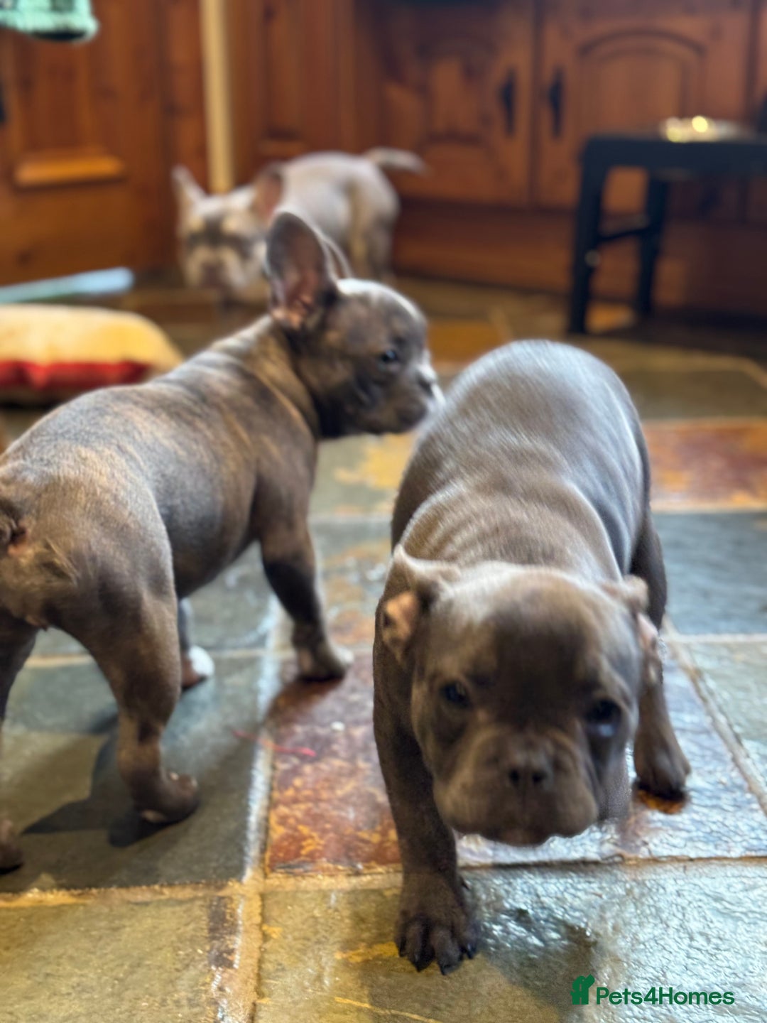 French Bulldog dogs for sale: French bulldog pups KC Reg - Image 20
