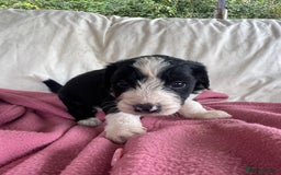 Bordoodle dogs for sale: Adorable Bordoodle (collie-poo) pups for sale  - Image 14