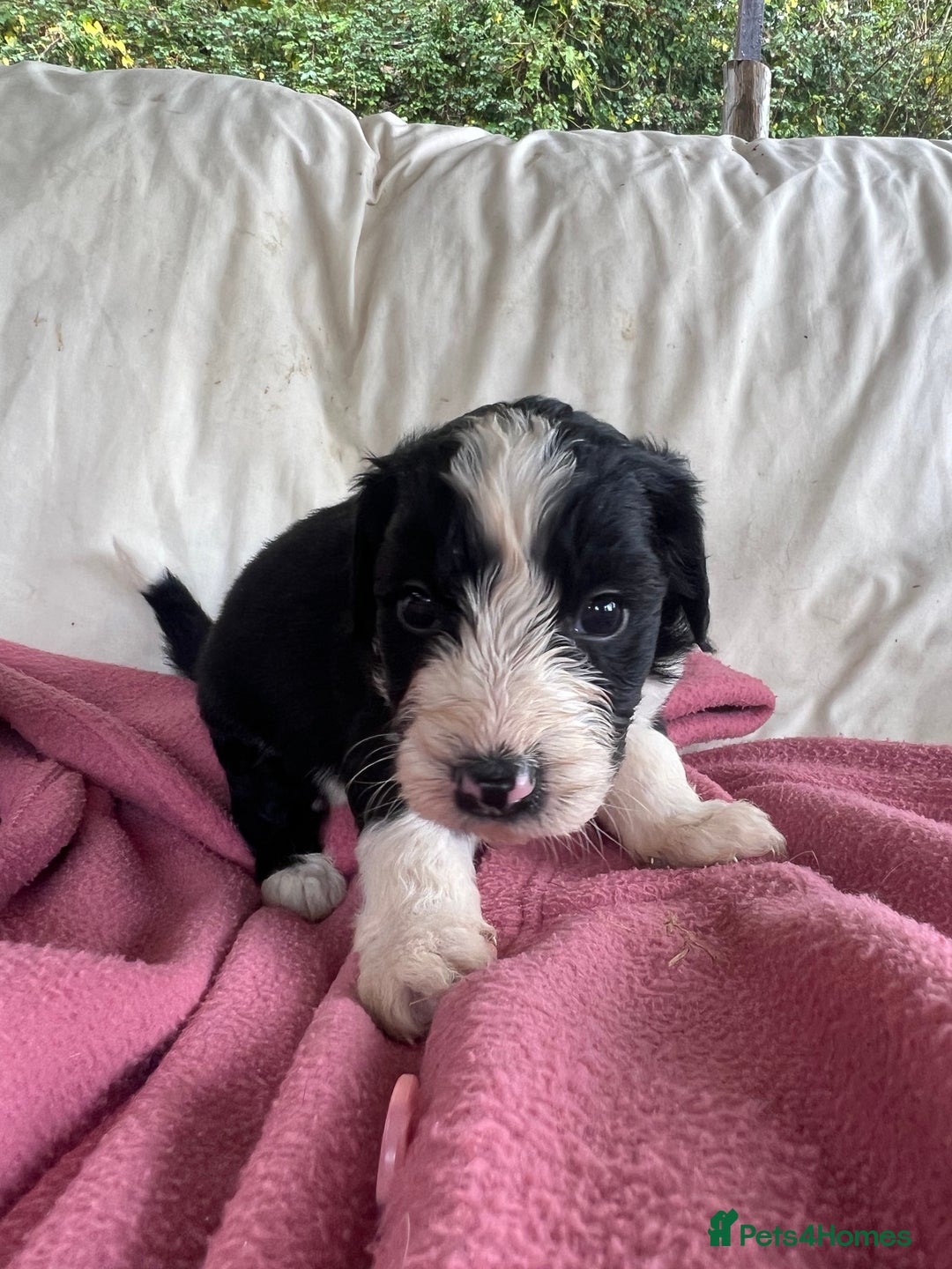 Bordoodle dogs for sale: Adorable Bordoodle (collie-poo) pups for sale  - Image 14
