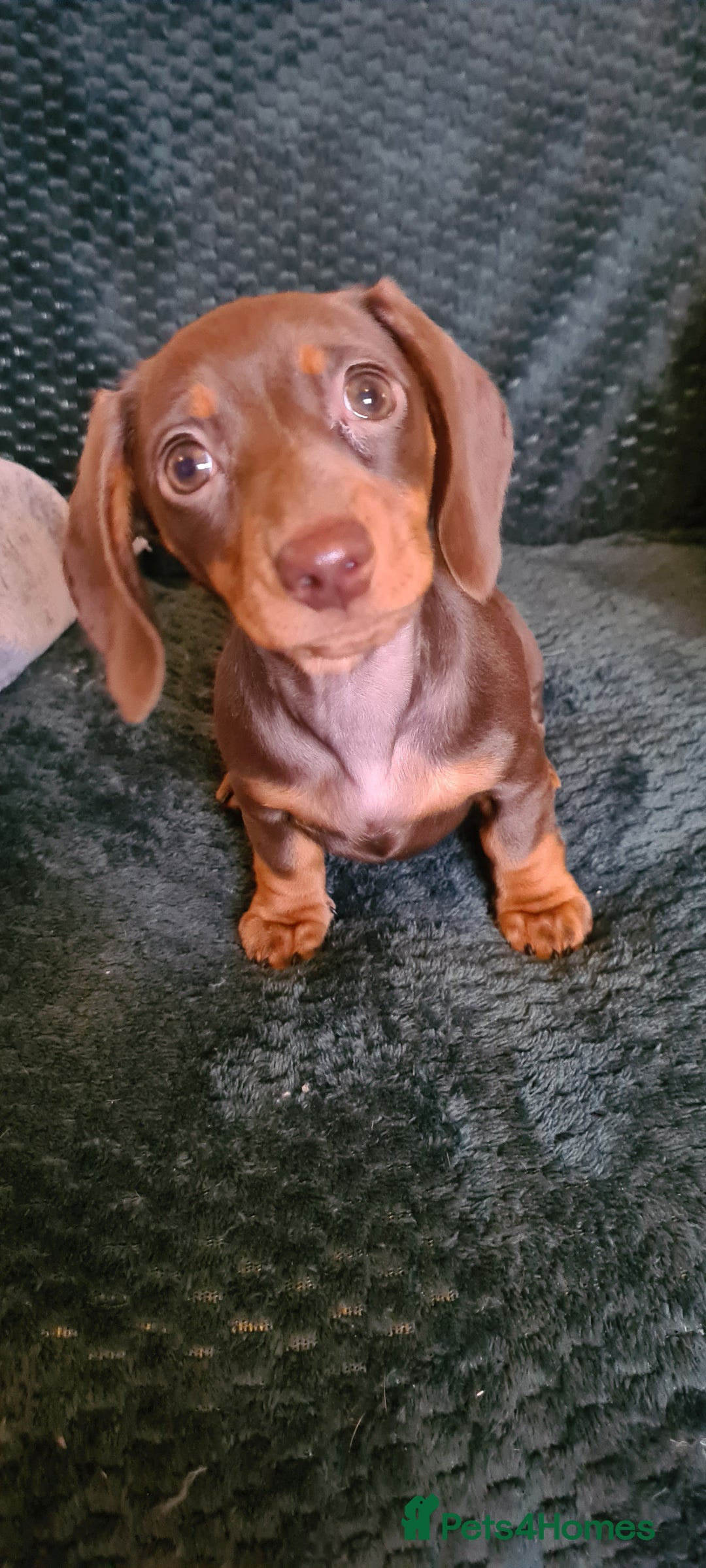 Miniature Dachshund dogs for sale: Last female kc reg choc and tan smooth haired - Advert 8