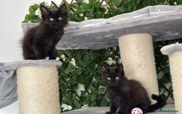 Maine Coon cats for sale: Tica Stunning Kittens  - Image 36