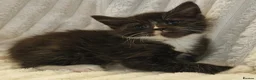 Maine Coon cats for sale: Maine Coon X  - Advert 13