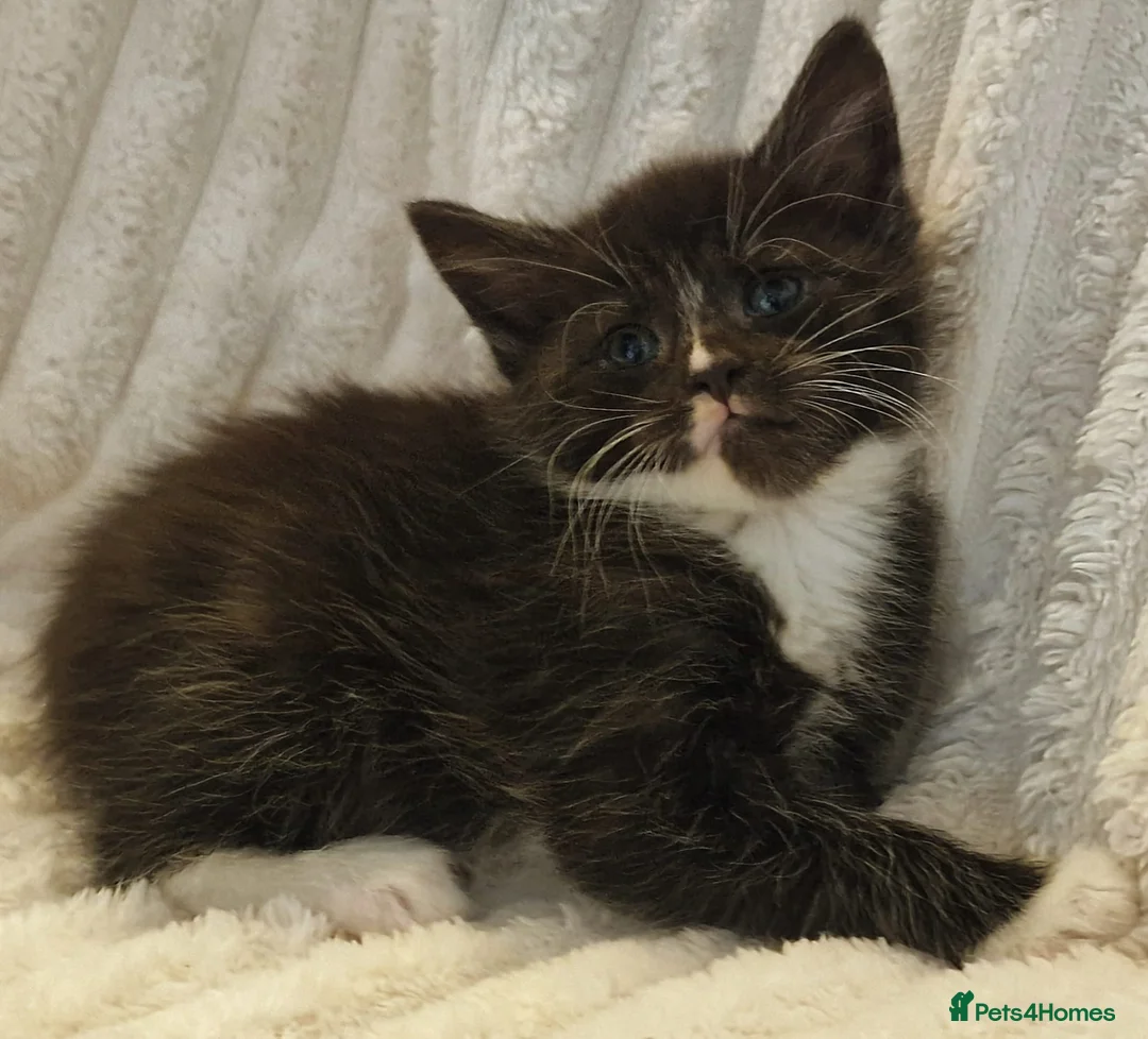 Maine Coon cats for sale: Maine Coon X  - Advert 13