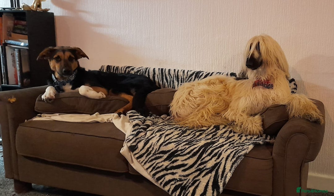 Mixed Breed dogs for adoption: URGENT: 💙🐶 BRUNO -The Big, Loving 10 month Boy - Advert 24