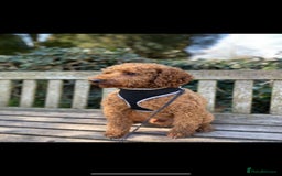 Miniature Poodle dogs for stud: extensively health tested red mini poodle in Swansea - Image 2