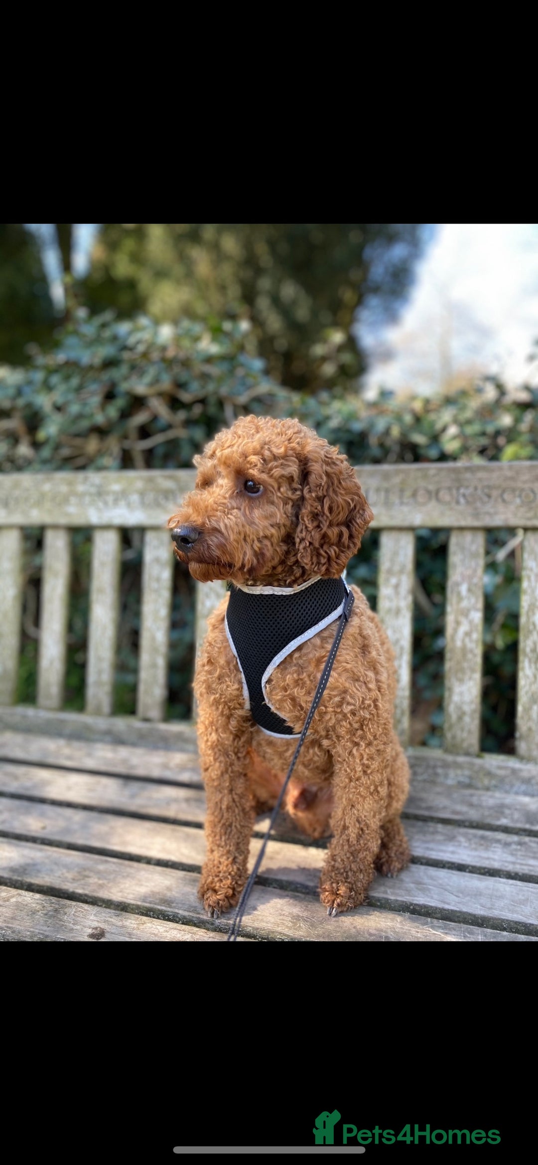 Miniature Poodle dogs for stud: extensively health tested red mini poodle in Swansea - Image 2