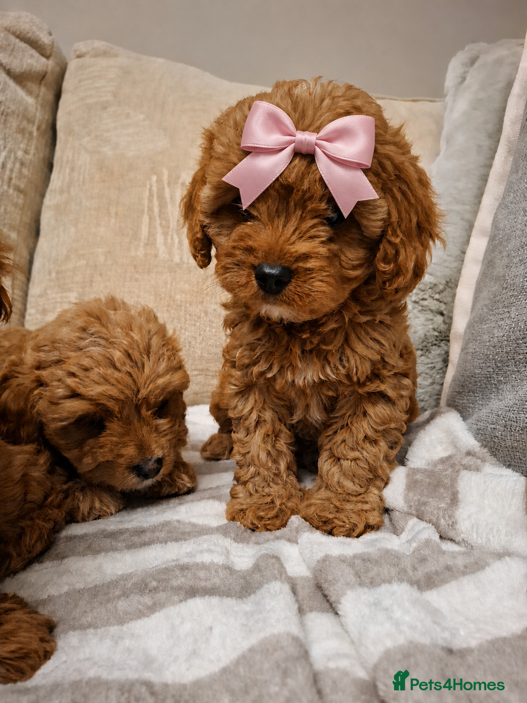 Cavapoo dogs ⭐️F1 Teddy bear cavapoo. Extensively health tested - Advert 16
