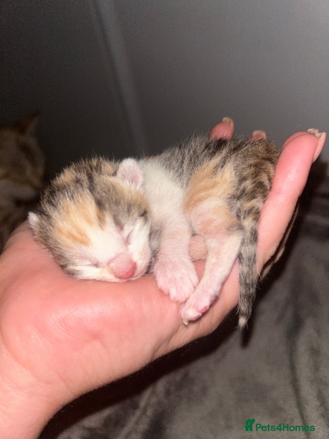 Bengal cats for sale: Bengal Calico kittens  - Image 9