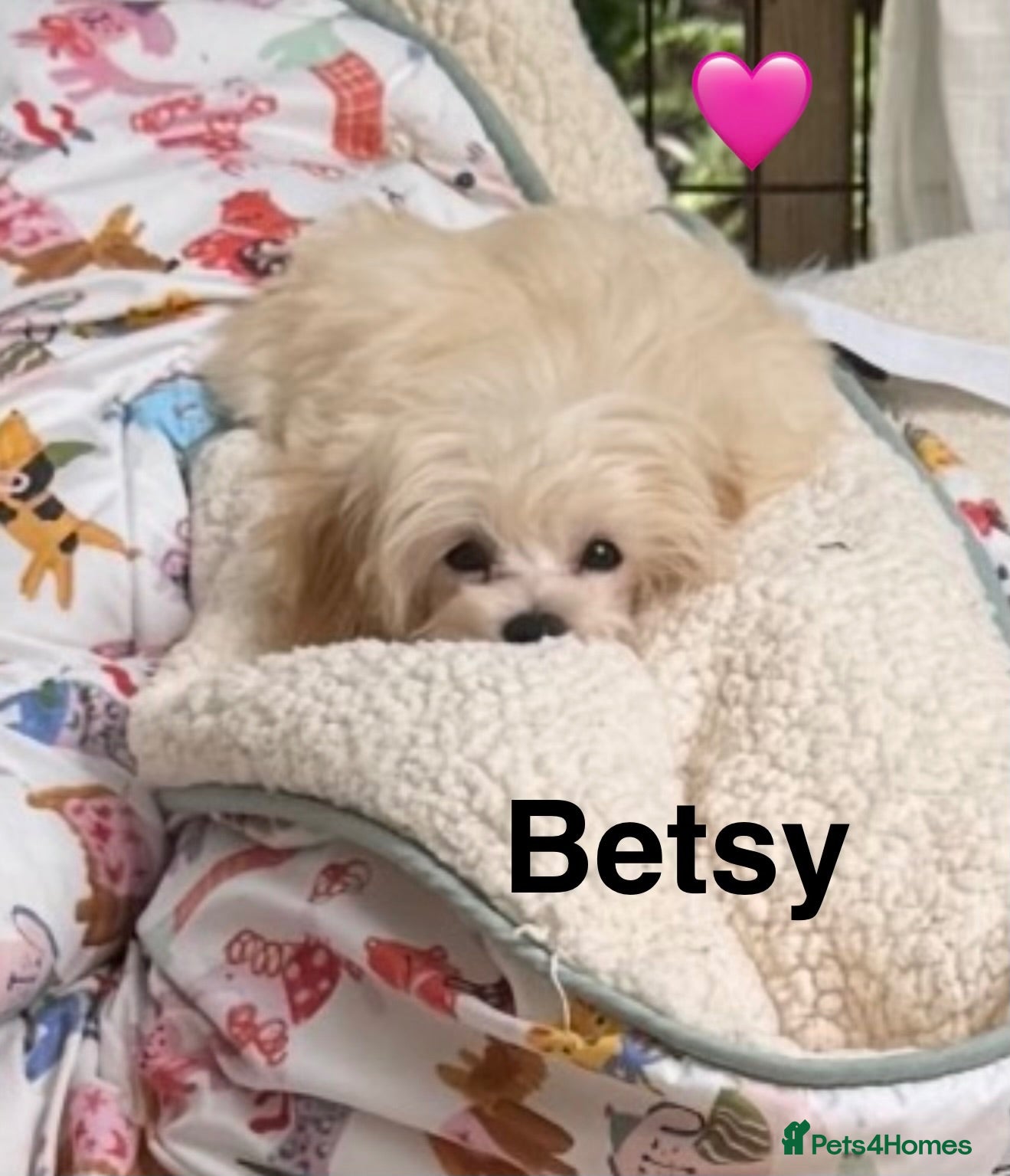 Maltipoo dogs * Sweet Korean Maltipoo Girl * - Advert 12