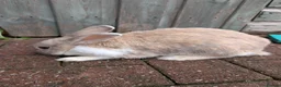 Mixed Breed rabbits for sale: Beautiful baby bunnies for sale. Chinchilla cross - Advert 7
