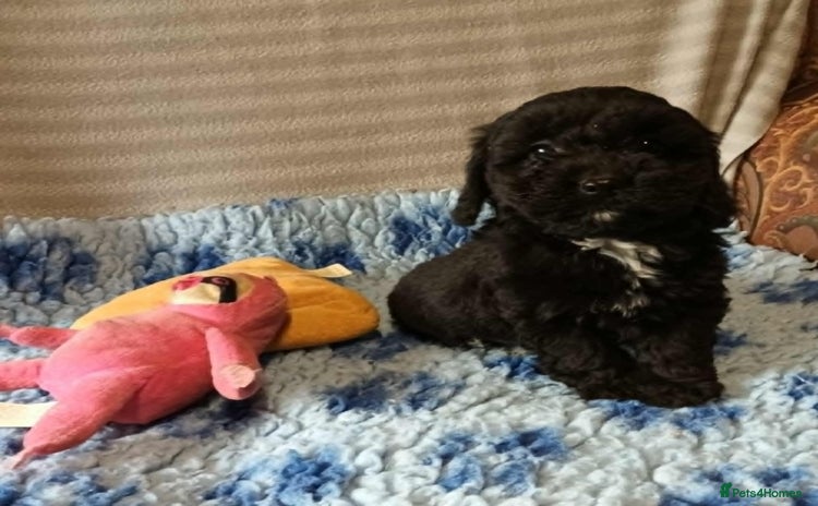 Sproodle dogs - Advert 5