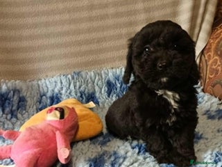 Sproodle dogs - Advert 1