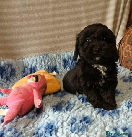 Sproodle dogs - Advert 5