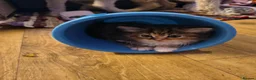 Persian cats for sale: Persion x  - Advert 4
