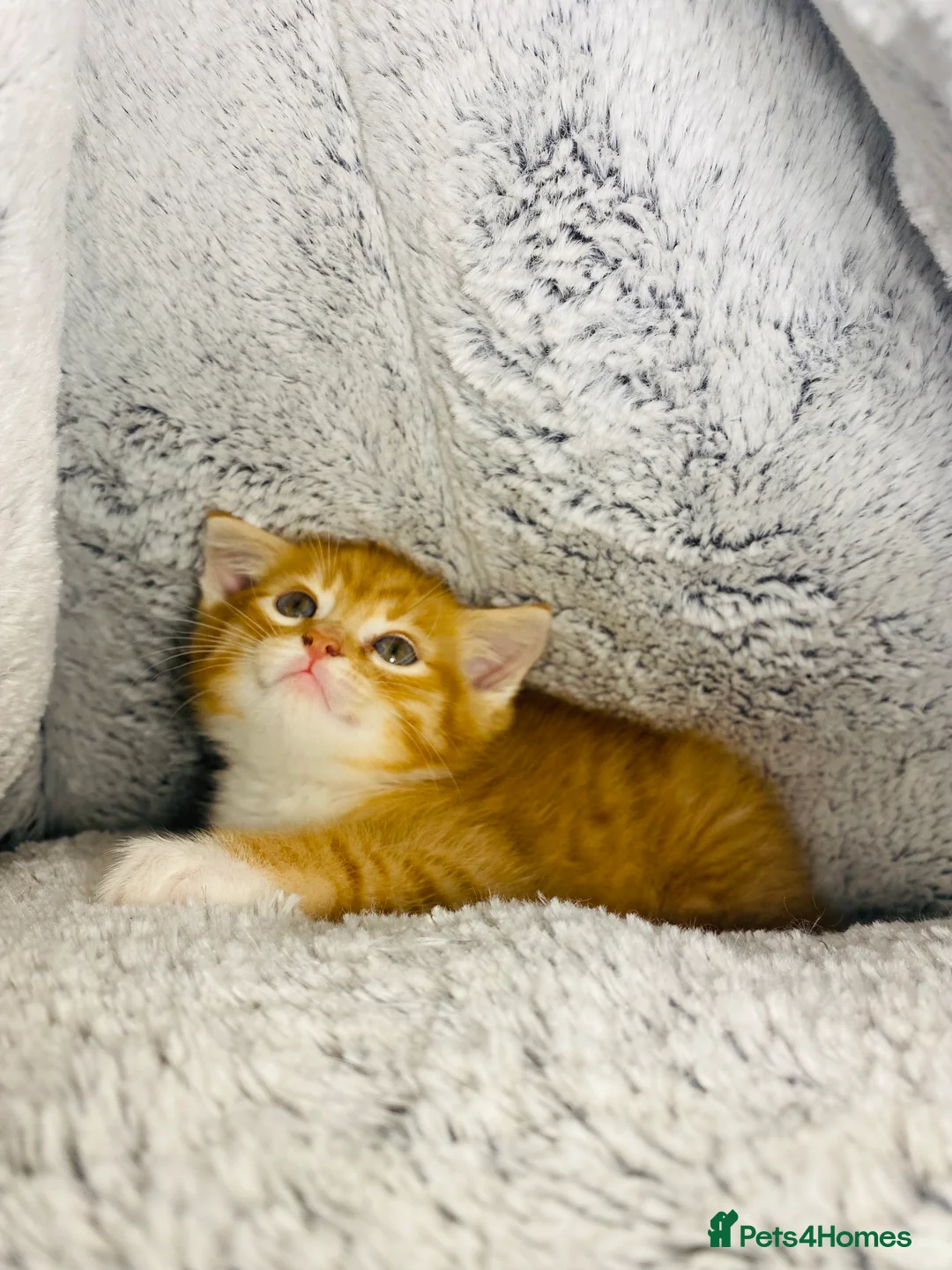 Mixed Breed cats for sale: Adorable Male Ginger And White Kitten Ready To Go - Advert 2