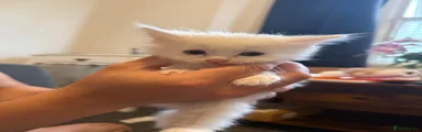Persian 2