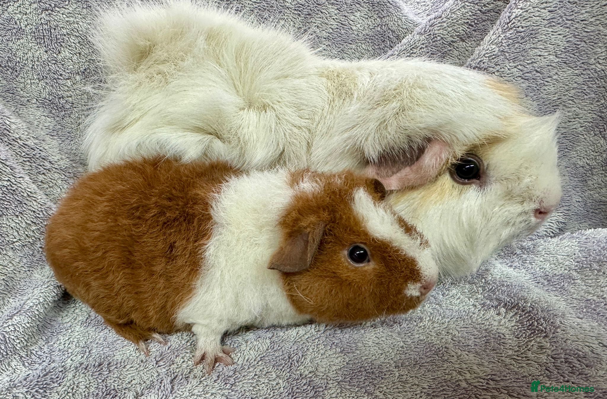 Guinea Pig rodents Gorgeous Pair Of Male Guinea Pigs  - Advert 1