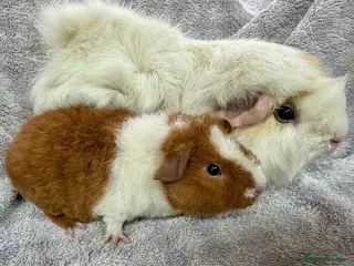 Guinea Pig rodents Gorgeous Pair Of Male Guinea Pigs - Advert 1