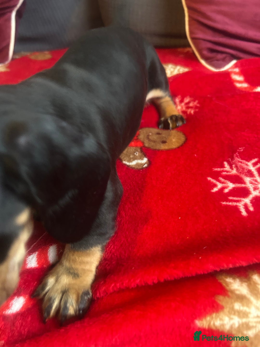 Miniature Dachshund dogs for sale: Miniature dachshund puppy’s  - Advert 6