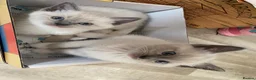 Ragdoll cats for sale: Healthy, strong Ragdoll kittens  in Wotton-under-Edge - Advert 3