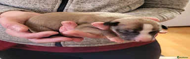 Whippet Puppy 1